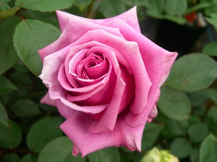 �����ġۥХ��� ������ڻ���ۥ����� ���� 6��ȭ�����ʡ�J-HT20��