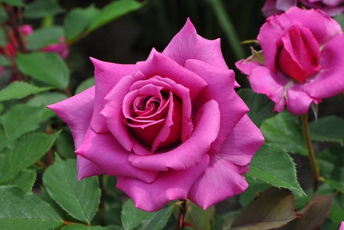 �����ġۥХ��� ������ڻ���ۥ����� ���� 6��ȭ�����ʡ�J-HT20��