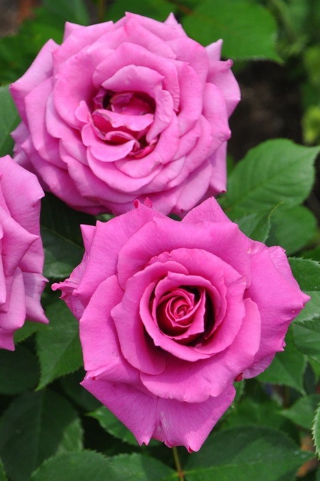 �����ġۥХ��� ������ڻ���ۥ����� ���� 6��ȭ�����ʡ�J-HT20��