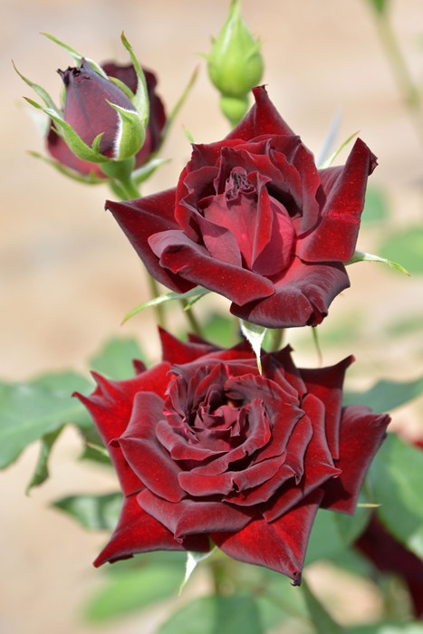 �Х��ġ�6�濷�ġۥ���С��� ���� 6��ȭ�����ʡ����ӿ建�� �ʼ���Ͽ�д���ϡ�J-RP��2026�տ��ʼ��0713�����