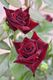 �Х��ġ�6�濷�ġۥ���С��� ���� 6��ȭ�����ʡ����ӿ建�� �ʼ���Ͽ�д���ϡ�J-RP��2026�տ��ʼ��0713�����