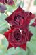 �Х��ġ�6�濷�ġۥ���С��� ���� 6��ȭ�����ʡ����ӿ建�� �ʼ���Ͽ�д���ϡ�J-RP��2026�տ��ʼ��0713�����