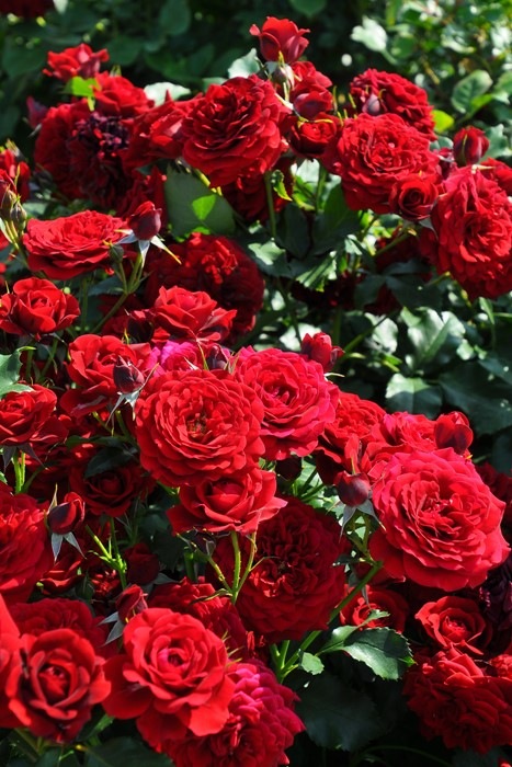 ġۥХ 礦ڹĳۥ祦  6ȭʡӿ建 ϿʼϡIR-IRO3