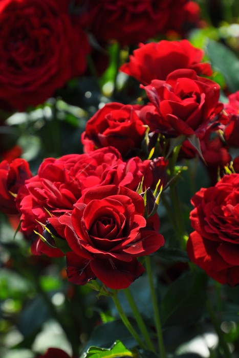 ġۥХ 礦ڹĳۥ祦  6ȭʡӿ建 ϿʼϡIR-IRO3