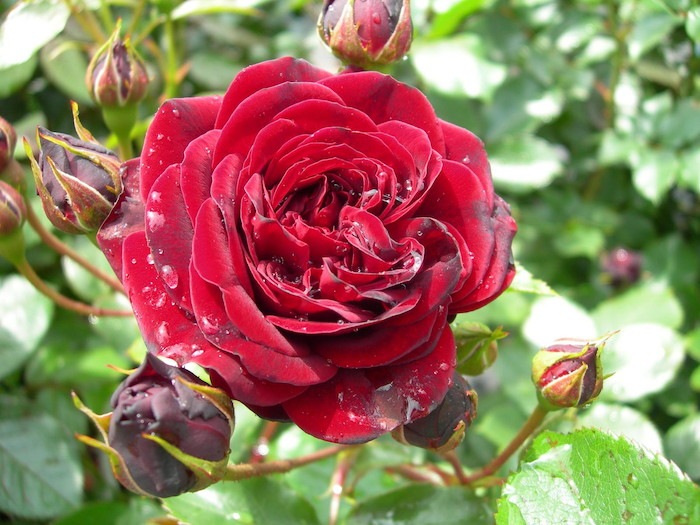 ġۥХ 礦ڹĳۥ祦  6ȭʡӿ建 ϿʼϡIR-IRO3