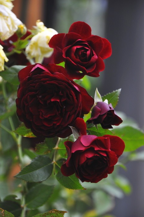 ġۥХ 礦ڹĳۥ祦  6ȭʡӿ建 ϿʼϡIR-IRO3