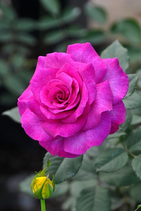 �����ġۥХ��� ��������ѥ�ե�� ���� 6��ȭ�����ʡη����ʼ�ϡ�Han-DOR��