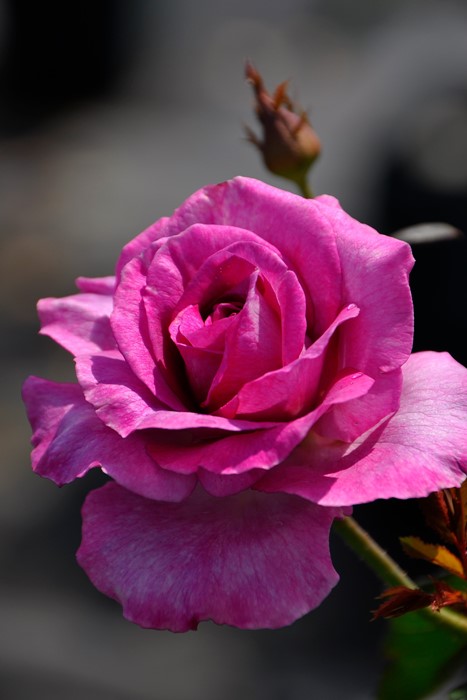 �����ġۥХ��� ��������ѥ�ե�� ���� 6��ȭ�����ʡη����ʼ�ϡ�Han-DOR��