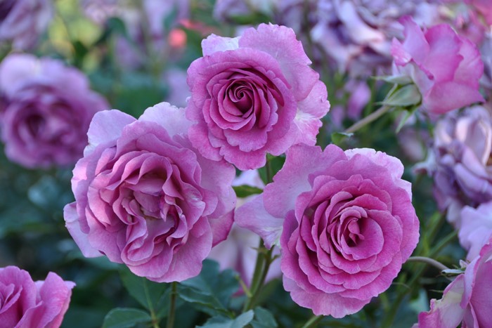 �����ġۥХ��� ��������ѥ�ե�� ���� 6��ȭ�����ʡη����ʼ�ϡ�Han-DOR��