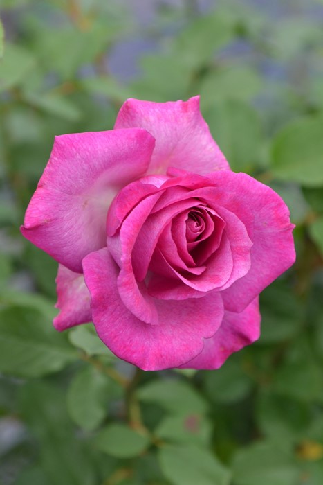 �����ġۥХ��� ��������ѥ�ե�� ���� 6��ȭ�����ʡη����ʼ�ϡ�Han-DOR��