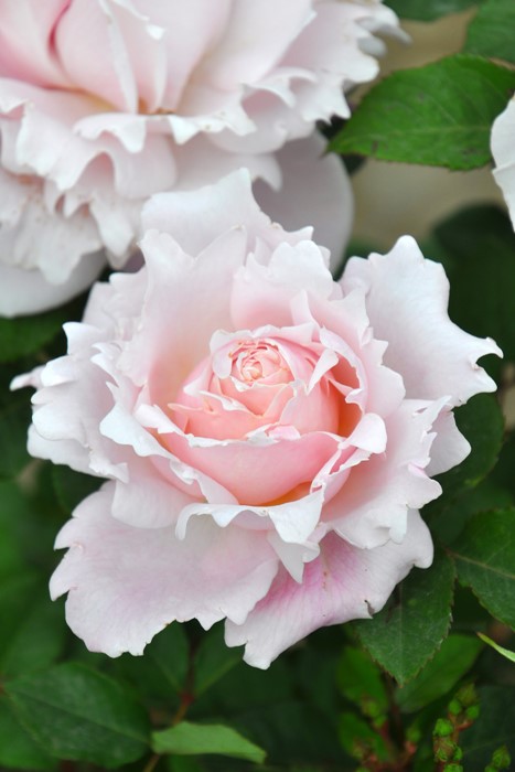 ġۥХ ե㥹  6ȭʡӿ建 ϿʼϡHan-DEL