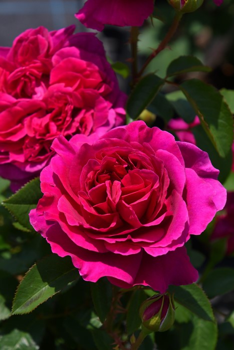 ġۥХ ں̡  6ȭʡӿ建 ϿʼϡKb-KBO