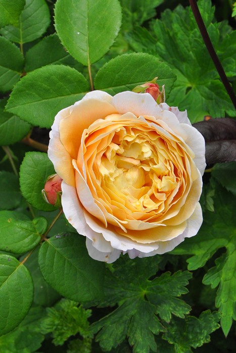 ���ߵ����ġۥХ��� ���㡼�륺���������� ͢���� 7��ȭ�����ʡ����ӿ建�� ��Ͽ�ʼ�ϡ�ER-Y��