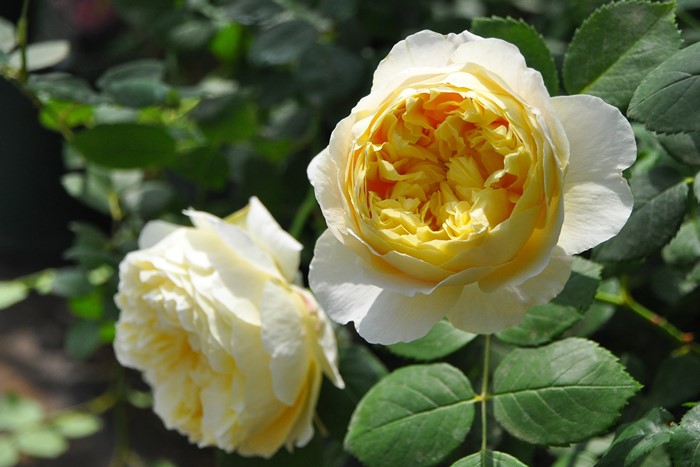 ���ߵ����ġۥХ��� ���㡼�륺���������� ͢���� 7��ȭ�����ʡ����ӿ建�� ��Ͽ�ʼ�ϡ�ER-Y��