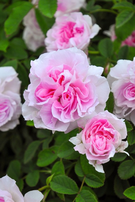 Хġġۥ֥åҥå  6ȭʡJ-OC20