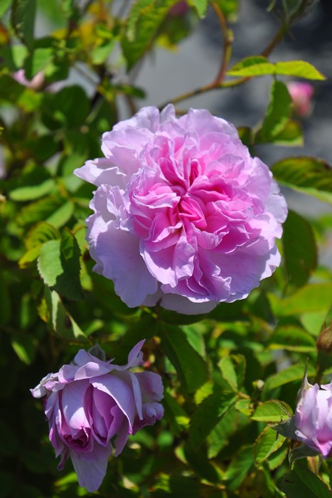 Хġġۥ֥åҥå  6ȭʡJ-OC20