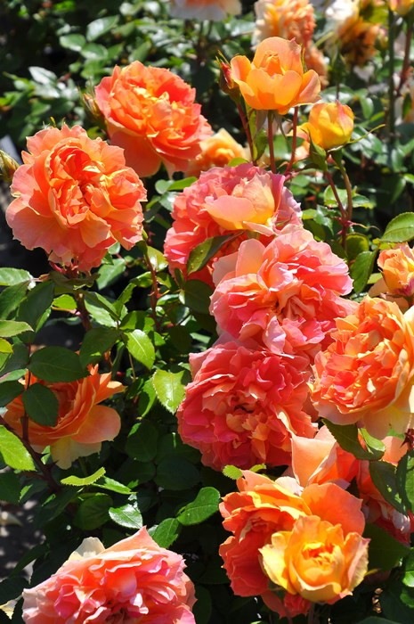 �Х��ġ����ġۥ�󥿥󥷥ȥ����� ���� 6��ȭ�����ʡ����ӿ建�� ��Ͽ�ʼ�ϡ�Han-DOR��