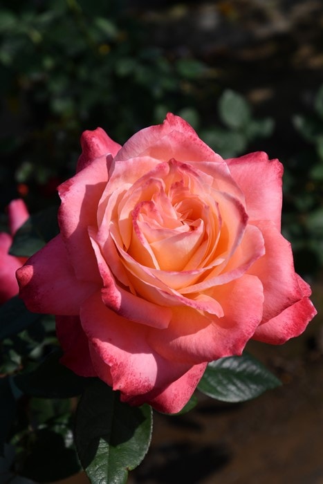 �Х��ġ����ġۥ����ϥȡ��֤βֲ� ���� 6��ȭ�����ʡη����ʼ�ϡ�JB-YR��