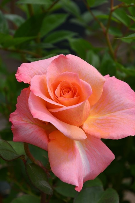 �Х��ġ����ġۥ����ϥȡ��֤βֲ� ���� 6��ȭ�����ʡη����ʼ�ϡ�JB-YR��