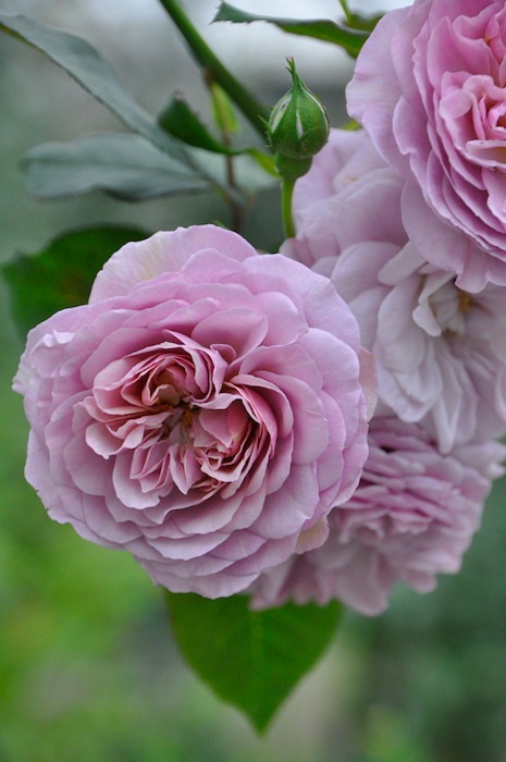 ���ߵ����ġۥХ��� �ե�����󥹥ǥ륢�åȥ�ڥե�����󥹥ɥ��顼�ȥ�� ���� 6��ȭ�����ʡη����ʼ�ϡ�OM-GU��