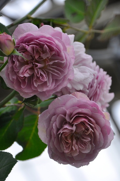 ���ߵ����ġۥХ��� �ե�����󥹥ǥ륢�åȥ�ڥե�����󥹥ɥ��顼�ȥ�� ���� 6��ȭ�����ʡη����ʼ�ϡ�OM-GU��