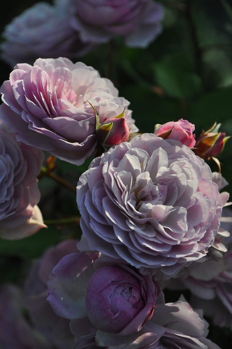 ���ߵ����ġۥХ��� �ե�����󥹥ǥ륢�åȥ�ڥե�����󥹥ɥ��顼�ȥ�� ���� 6��ȭ�����ʡη����ʼ�ϡ�OM-GU��