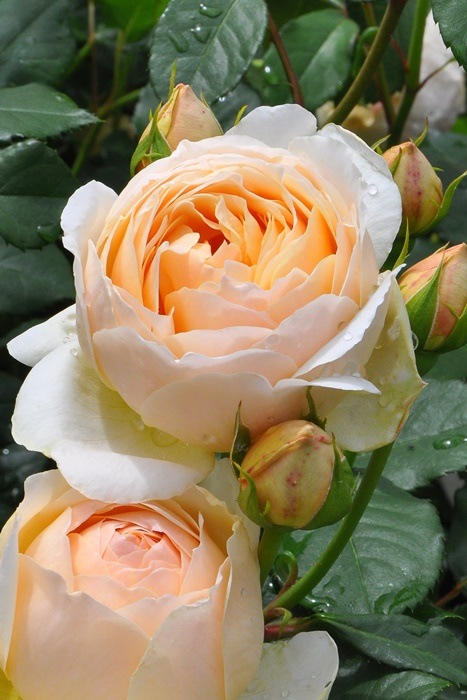 イングリッシュローズ ジュードジオブスキュア 大苗 大苗】バラ苗 ジュードジオブスキュア 輸入苗 7号鉢植え品［農林