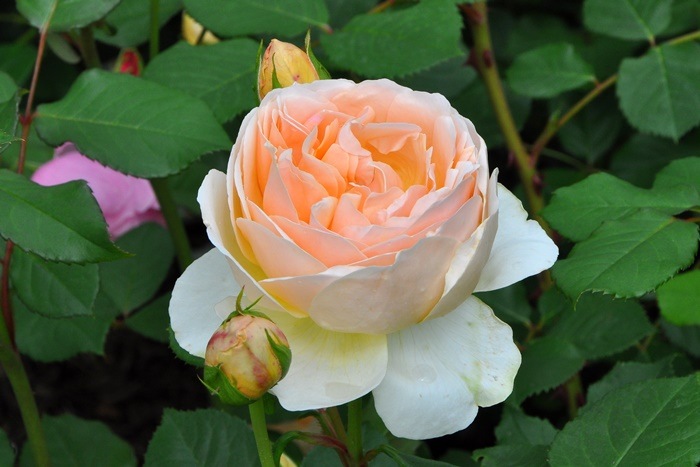 ���ߵ����ġۥХ��� ���塼�ɥ����֥����奢 ͢���� 7��ȭ�����ʡ����ӿ建�� ��Ͽ�ʼ�ϡ�ER-Y��