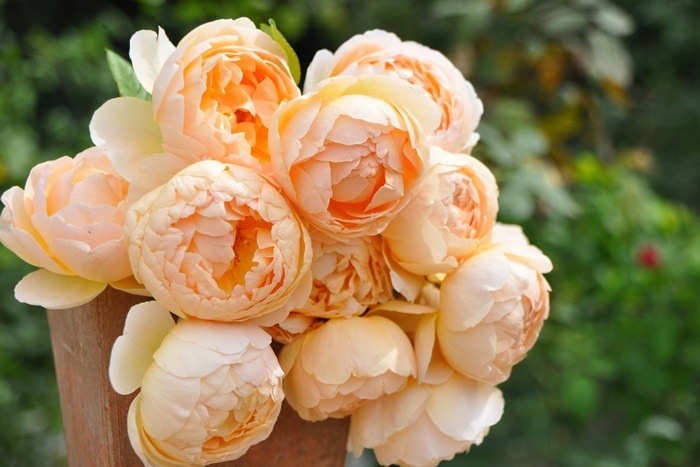 ���ߵ����ġۥХ��� ���塼�ɥ����֥����奢 ͢���� 7��ȭ�����ʡ����ӿ建�� ��Ͽ�ʼ�ϡ�ER-Y��