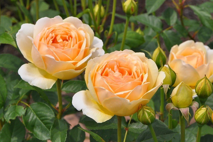 ���ߵ����ġۥХ��� ���塼�ɥ����֥����奢 ͢���� 7��ȭ�����ʡ����ӿ建�� ��Ͽ�ʼ�ϡ�ER-Y��