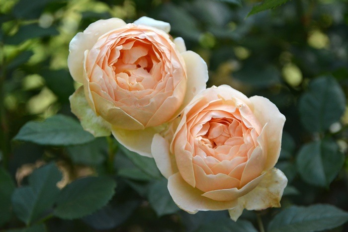 ���ߵ����ġۥХ��� ���塼�ɥ����֥����奢 ͢���� 7��ȭ�����ʡ����ӿ建�� ��Ͽ�ʼ�ϡ�ER-Y��