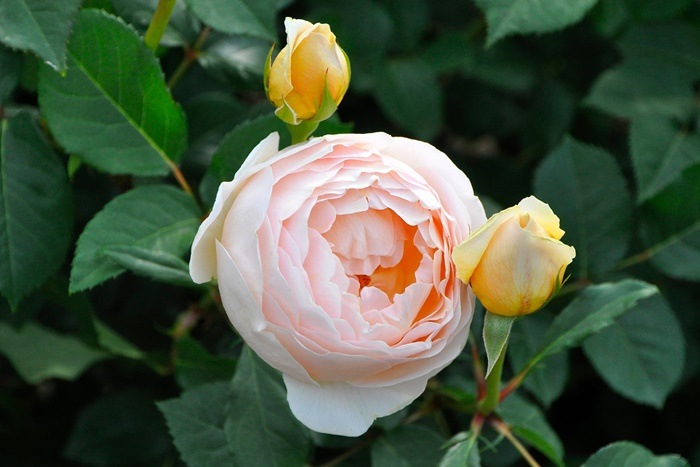 ���ߵ����ġۥХ��� ���塼�ɥ����֥����奢 ͢���� 7��ȭ�����ʡ����ӿ建�� ��Ͽ�ʼ�ϡ�ER-Y��