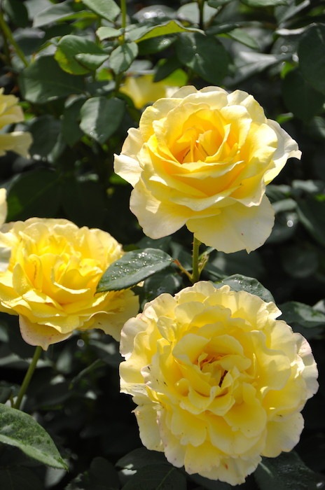 �ڥ若��ۡ����ġۥХ��� ������ǥ������� ���� 6��ȭ�����ʡη����ʼ�ϡ�Han-DOR�� ���ָ���