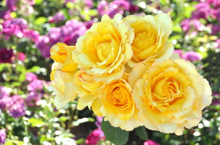 �ڥ若��ۡ����ġۥХ��� ������ǥ������� ���� 6��ȭ�����ʡη����ʼ�ϡ�Han-DOR�� ���ָ���