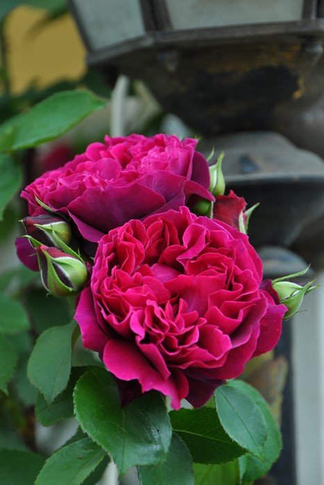 ġۥХ ǥå  6ȭʡӿ建 ϿʼϡJ-ROա0711