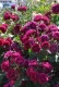 ġۥХ ǥå  6ȭʡӿ建 ϿʼϡJ-ROա0711