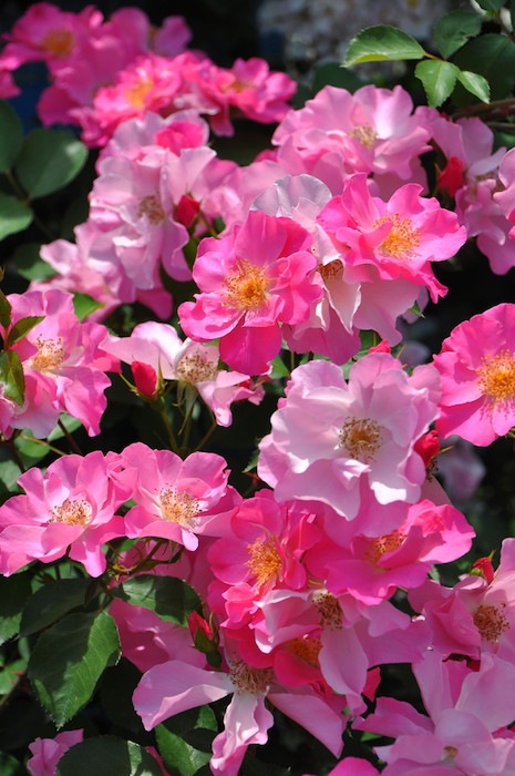 ���ߵ����ġۥХ��� ����󥰥�� ���� 6��ȭ�����ʡη����ʼ�ϡ�J-RO��