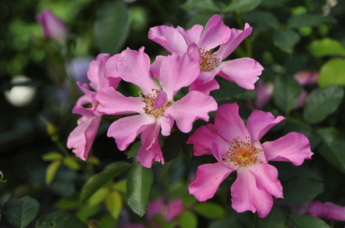 ���ߵ����ġۥХ��� ����󥰥�� ���� 6��ȭ�����ʡη����ʼ�ϡ�J-RO��