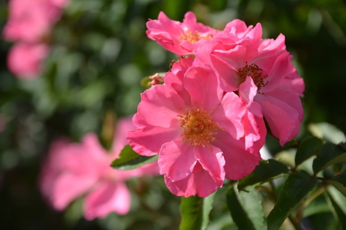 ���ߵ����ġۥХ��� ����󥰥�� ���� 6��ȭ�����ʡη����ʼ�ϡ�J-RO��