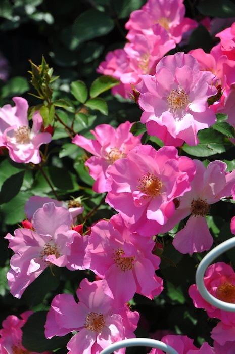 ���ߵ����ġۥХ��� ����󥰥�� ���� 6��ȭ�����ʡη����ʼ�ϡ�J-RO��