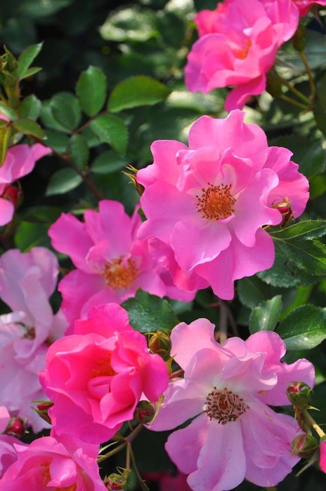 ���ߵ����ġۥХ��� ����󥰥�� ���� 6��ȭ�����ʡη����ʼ�ϡ�J-RO��