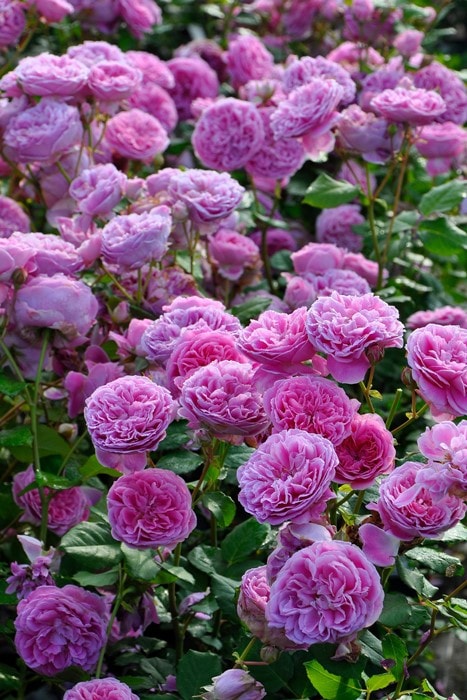 ���ߵ����ġۥХ��� �ۡ��� ���� 6��ȭ�����ʡη����ʼ�ϡ�J-RO��