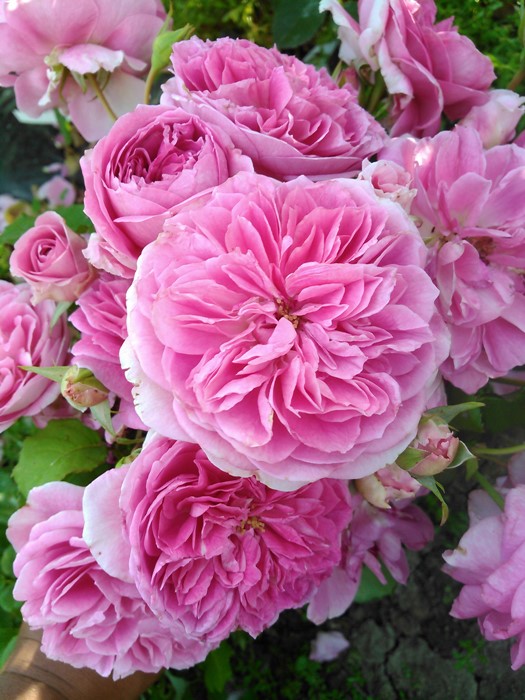 ���ߵ����ġۥХ��� �ۡ��� ���� 6��ȭ�����ʡη����ʼ�ϡ�J-RO��