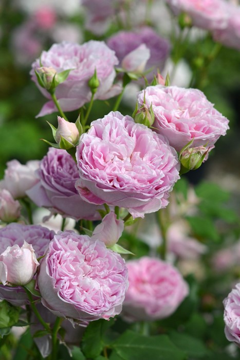 ���ߵ����ġۥХ��� �ۡ��� ���� 6��ȭ�����ʡη����ʼ�ϡ�J-RO��