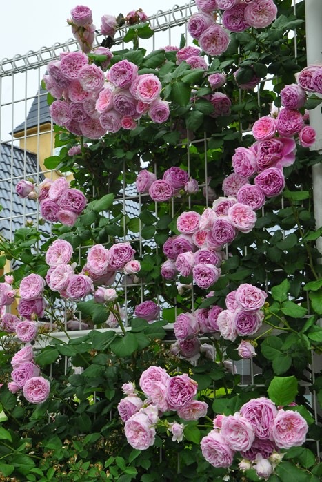 ���ߵ����ġۥХ��� �ۡ��� ���� 6��ȭ�����ʡη����ʼ�ϡ�J-RO��