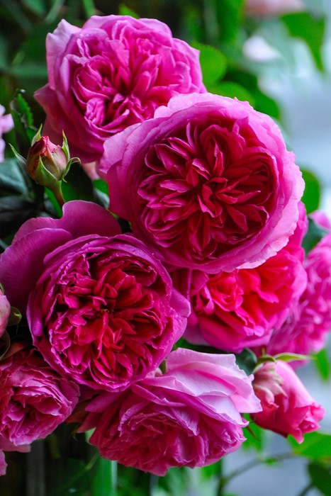 ���ߵ����ġۥХ��� �ۡ��� ���� 6��ȭ�����ʡη����ʼ�ϡ�J-RO��