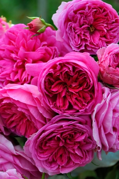 ���ߵ����ġۥХ��� �ۡ��� ���� 6��ȭ�����ʡη����ʼ�ϡ�J-RO��