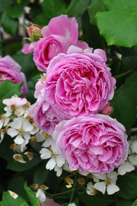 ���ߵ����ġۥХ��� �ۡ��� ���� 6��ȭ�����ʡη����ʼ�ϡ�J-RO��