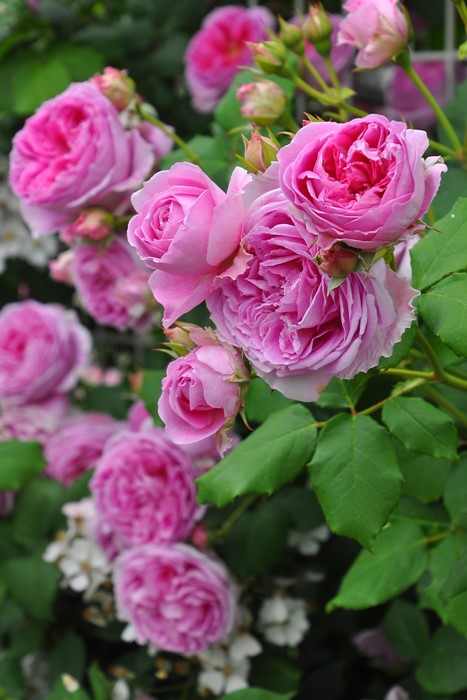 ���ߵ����ġۥХ��� �ۡ��� ���� 6��ȭ�����ʡη����ʼ�ϡ�J-RO��