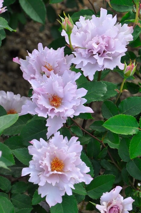 Хġġۥ塼ꥢ  6ȭʡӿ建 ϿʼϡKb-KBO